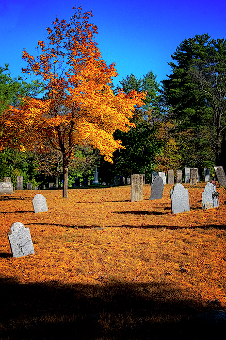 Cemetery Maple by Tom Singleton Cemetery Maple by Tom Singleton